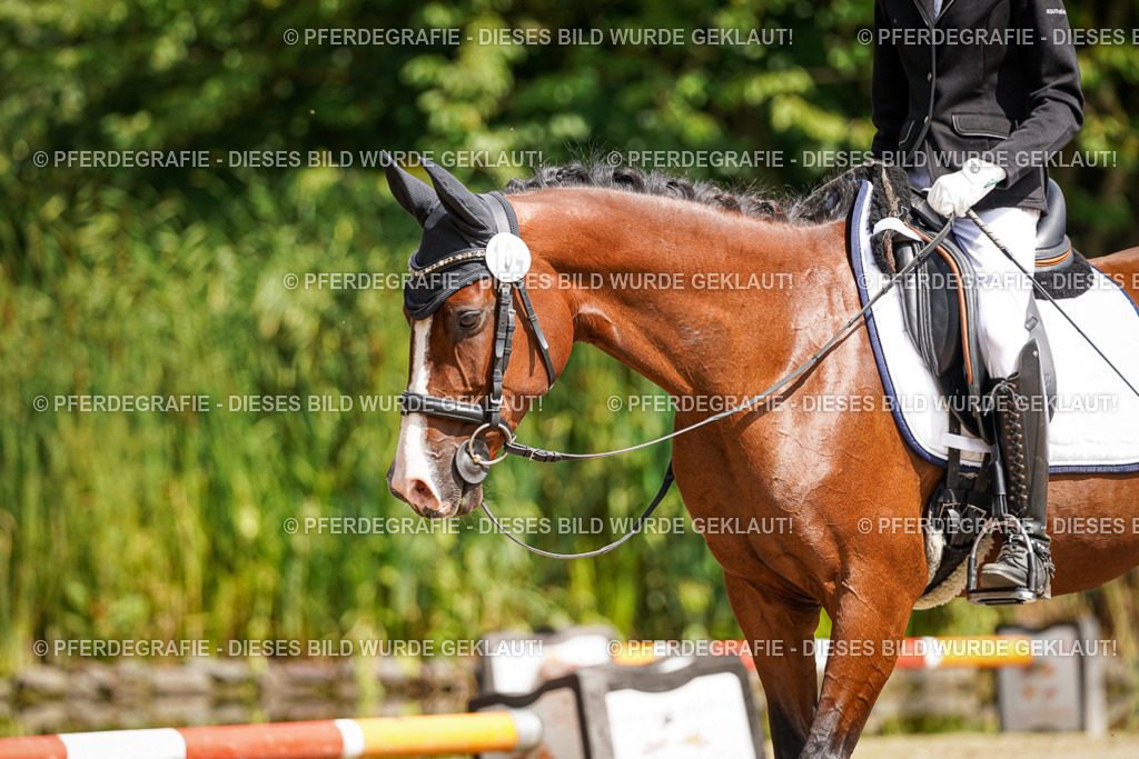 DSC08910 | Pferdegrafie