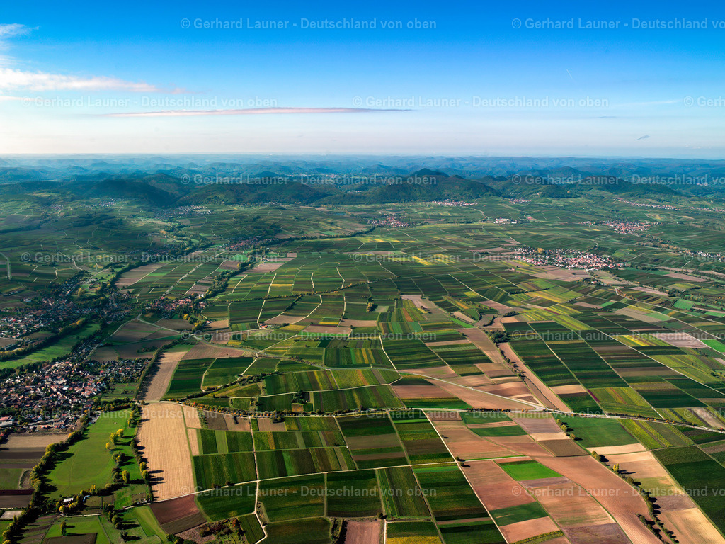 25P0023 | Blick über die Weinlandschaft  bei Billing-Ingenheim  zum Pfälzerwald