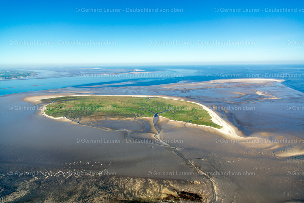 3800827 | Vogelinsel Mellum, Nationalpark Niedersächsisches Wattenmeer
