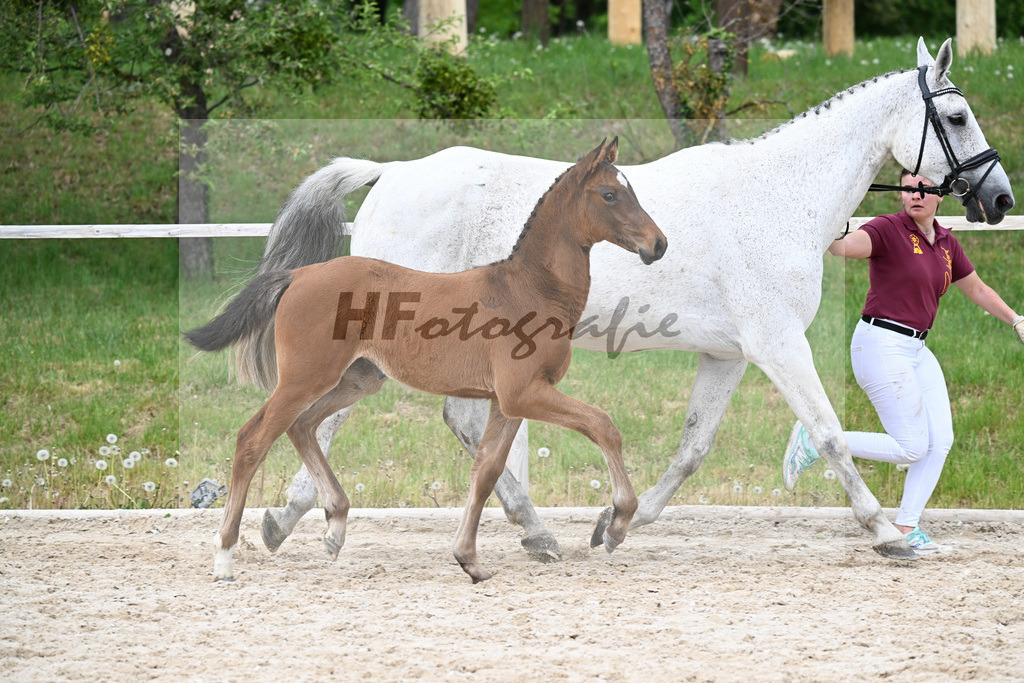 Kat-Nr. 8 SF Cape Calidus x Clearway_Gut Kaltental_24260884 | hf-fotografie - Realisiert mit Pictrs.com