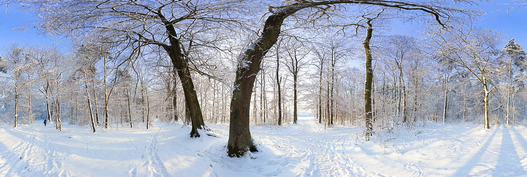 Rubbenbruchsee Winter Wald Schnee | Das winterliche Heger Holz und der daran angrenzende Rubbenbruchsee können ein Ort tiefer Entspannung sein. Die tiefstehende Sonne lässt den zugefrorenen See am Ende des Weges durch die Bäume scheint. Da schweifen die Gedanken von ganz allein in andere Welten. - Realisiert mit Pictrs.com