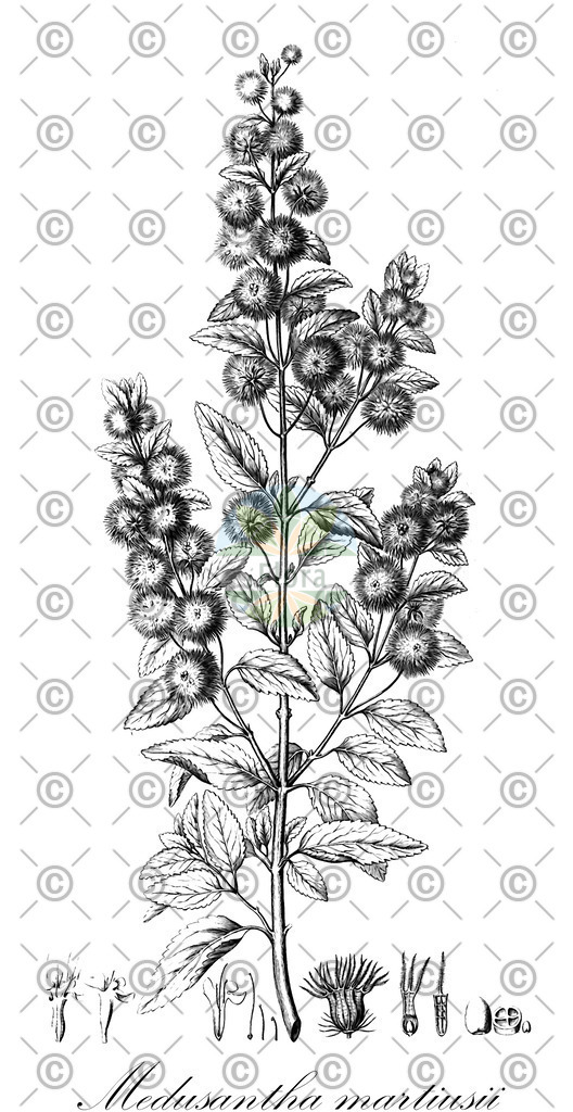 HistAbb_wfo-0000239214_1_ENZY_Simple | Historische Abbildung von Medusantha martiusii - Lamiaceae | Historical Illustration of Medusantha martiusii - Lamiaceae