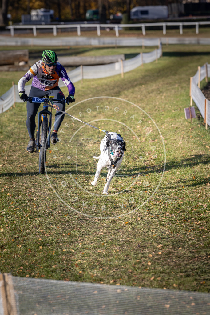 CaniXpix_DV3A2491 | Hundefotografie, Tierfotograf, Pfotenfotografie, Fotoshooting Hund, Hunde Portrait, Hundesport, Hundeportraits, Heideshooting, Hunde, Sportfotograf, Hundefotograf, Turnierhundsport, THS,  - Realisiert mit Pictrs.com