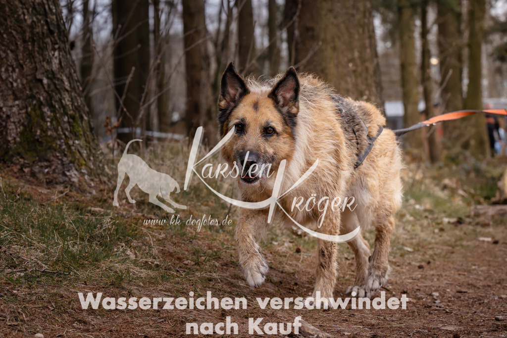 1623_ZZ94013 | kk-dogfotos