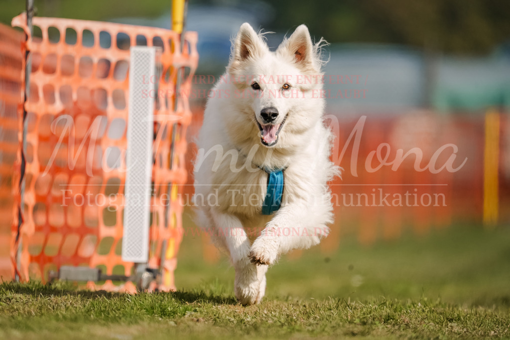 20250928_Hunderennen-311 | MuT (Mensch und Tier) mit Mona - Fotografie und Tierkommunikation - Realisiert mit Pictrs.com