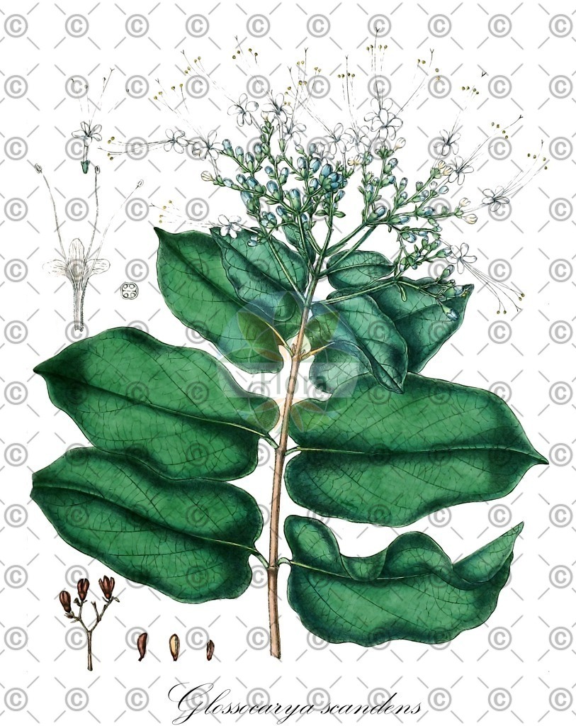 HistAbb_wfo-0000704040_1_ENZY_Simple | Historische Abbildung von Glossocarya scandens - Lamiaceae | Historical Illustration of Glossocarya scandens - Lamiaceae