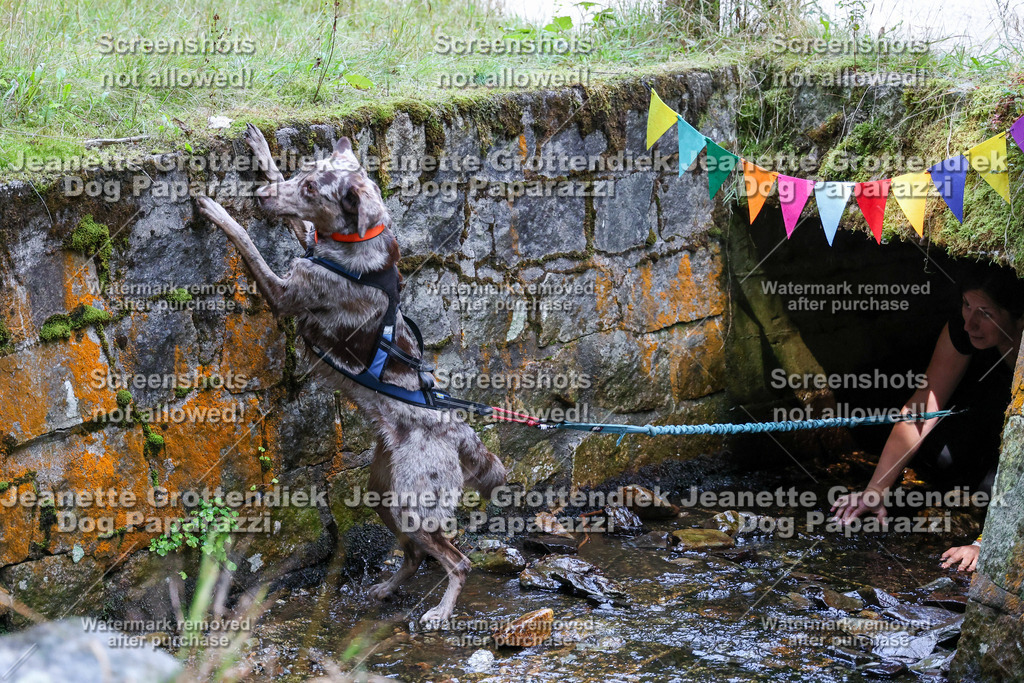 Dog Paparazzi -  TH 26-511 | Dog Paparazzi Jeanette Grottendiek Fotografie & Videografie - Realisiert mit Pictrs.com