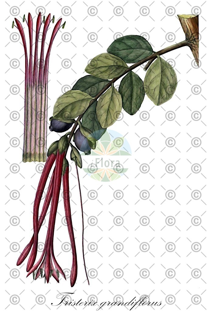 HistAbb_wfo-1000001816_1_ENZY_Simple | Historische Abbildung von Tristerix grandiflorus - Loranthaceae | Historical Illustration of Tristerix grandiflorus - Loranthaceae