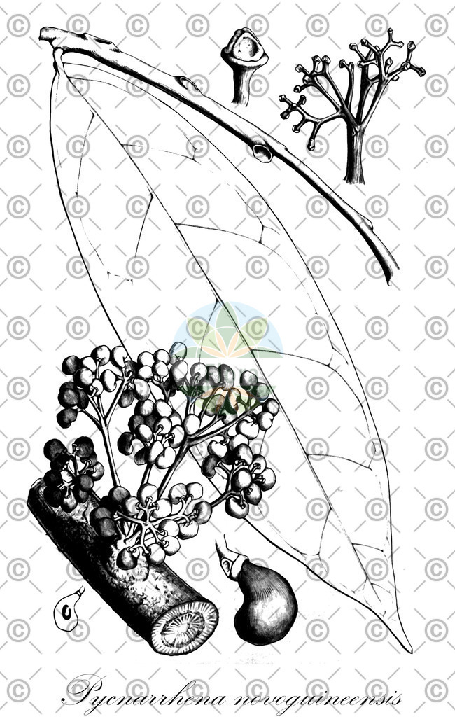 HistAbb_wfo-0000289090_1_ENZY_Simple | Historische Abbildung von Pycnarrhena novoguineensis - Menispermaceae | Historical Illustration of Pycnarrhena novoguineensis - Menispermaceae