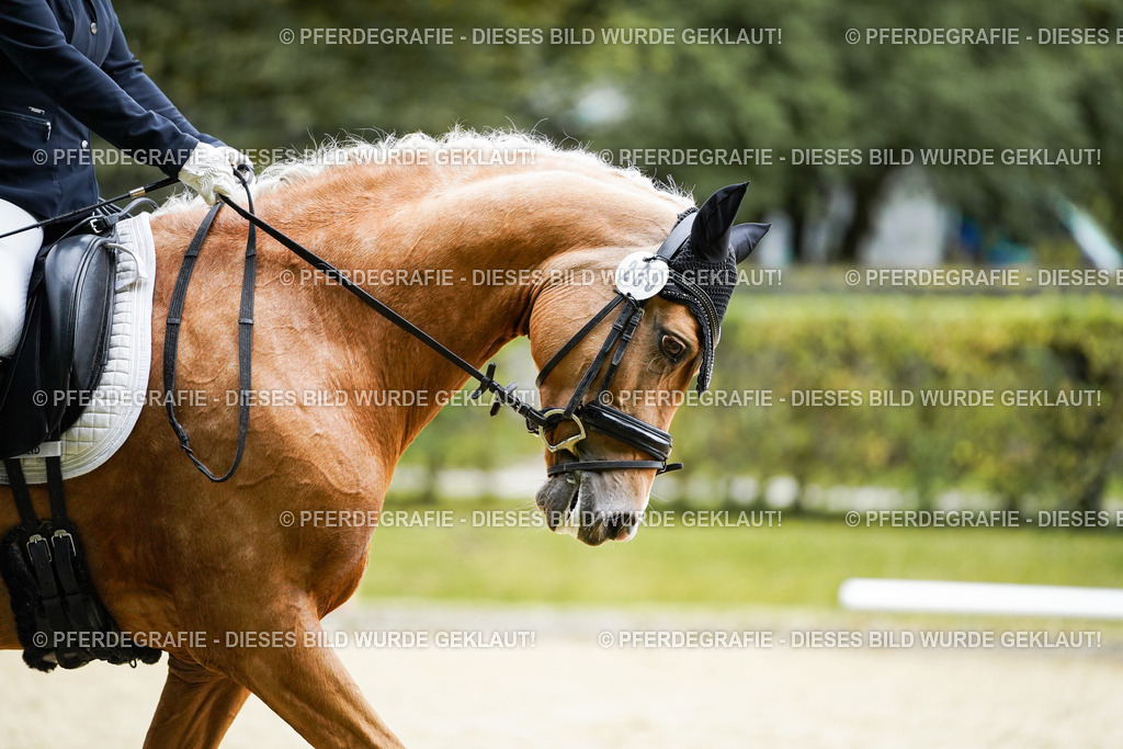 DSC00741 | Pferdegrafie