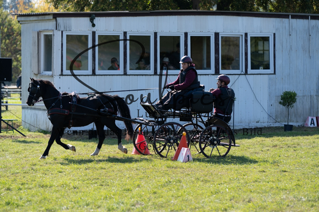 A7V04334 | Pferdefotograf