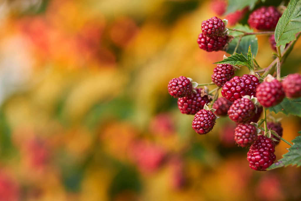 unreife Brombeeren am Strauch | Austria - August 01, 2020: im Hausgarten; unreife Brombeeren am Strauch im Abendlicht. - Realisiert mit Pictrs.com