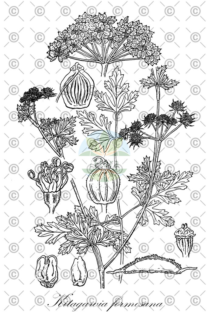 HistAbb_wfo-0000356210_2_ENZY_Simple | Historische Abbildung von Kitagawia formosana - Apiaceae | Historical Illustration of Kitagawia formosana - Apiaceae