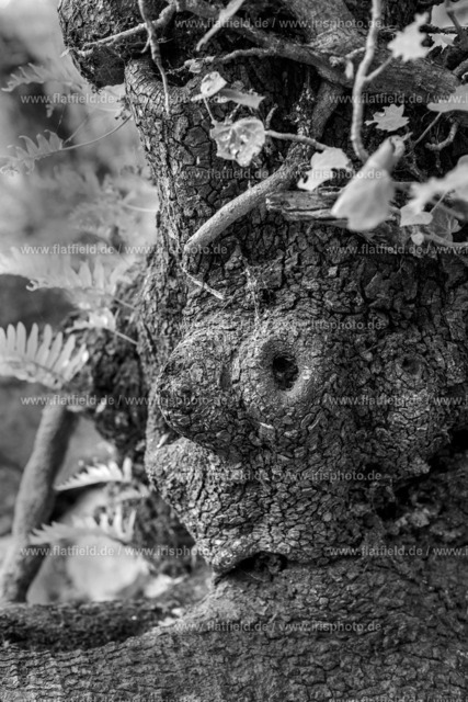 Baumaugen | Naturfoto aus der Provence