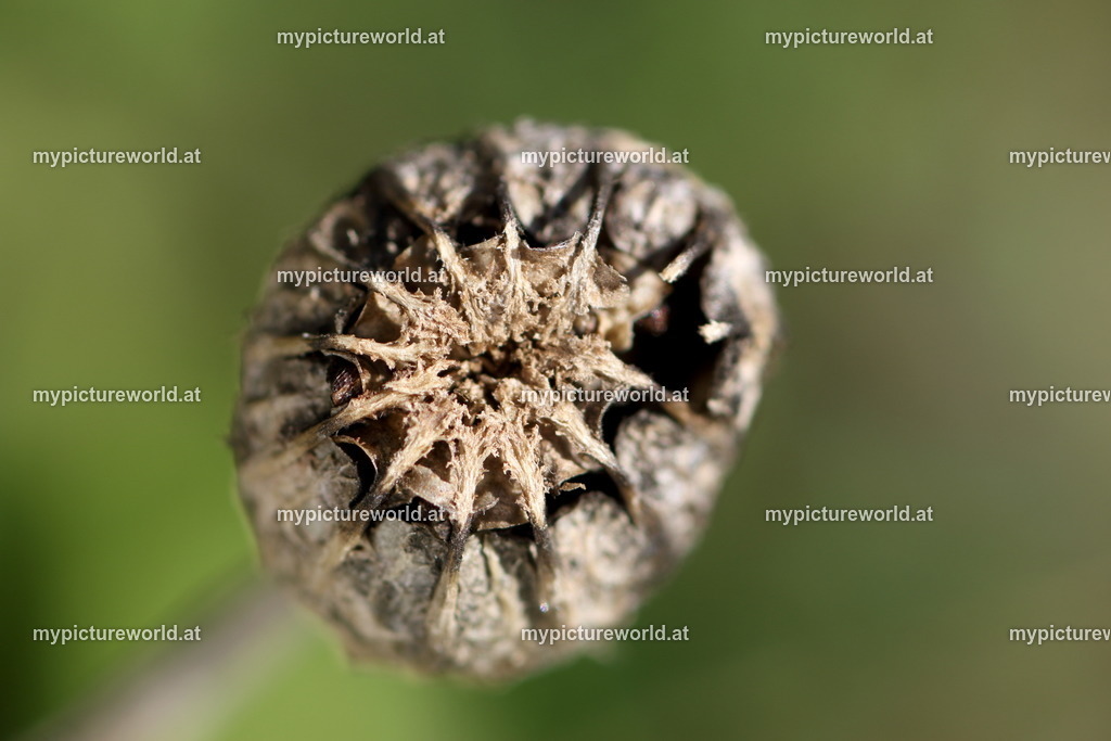 Klatschmohn-034 | Das Bilderarchiv über Tiere, Planzen und Landschaften. In der Bilddatenbank finden Sie ein große Auswahl an hochwertigen Bilder für Ihre Werbung - Realized with Pictrs.com