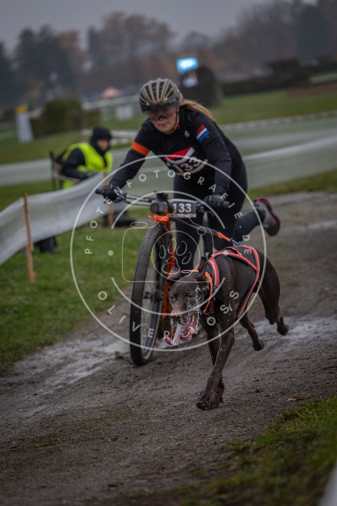 CaniXpix_0L8A0591 | Hundefotografie, Tierfotograf, Pfotenfotografie, Fotoshooting Hund, Hunde Portrait, Hundesport, Hundeportraits, Heideshooting, Hunde, Sportfotograf, Hundefotograf, Turnierhundsport, THS,  - Realisiert mit Pictrs.com