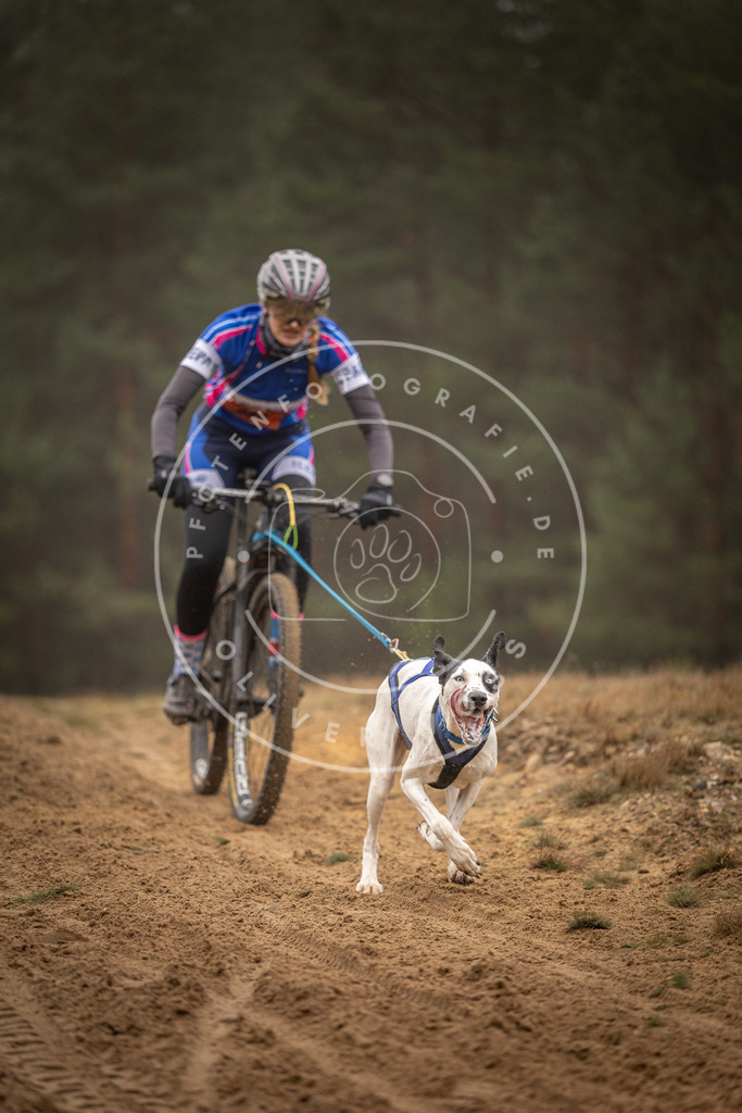 Pfotenfotografie_DV3A2911 | Hundefotografie, Tierfotograf, Pfotenfotografie, Fotoshooting Hund, Hunde Portrait, Hundesport, Hundeportraits, Heideshooting, Hunde, Sportfotograf, Hundefotograf, Turnierhundsport, THS,  - Realisiert mit Pictrs.com