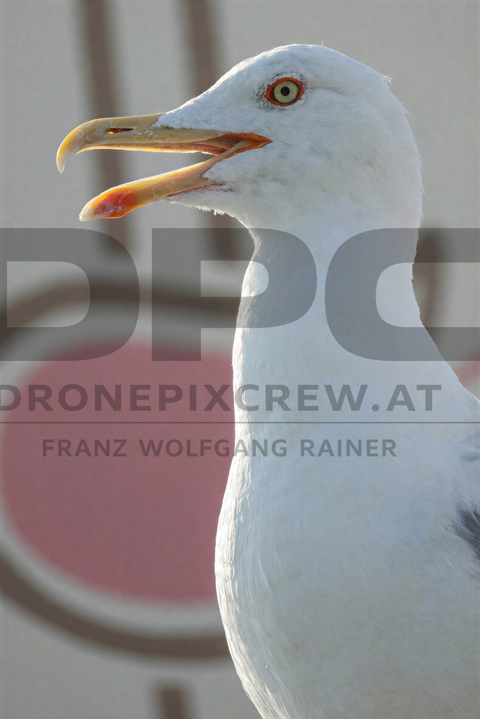 Yellow-legged Gull (Larus michahellis) | Yellow-legged Gull (Larus michahellis), a large gull species commonly found along Mediterranean coasts, rocky shorelines, harbours and coastal areas. - Realisiert mit Pictrs.com