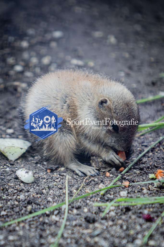 IMG_6064 | SportEventFotografie - Roman Stoiber