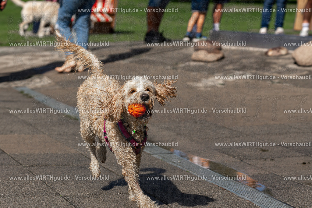 Hundeschwimmen_Volksbad_2026-allesWIRTHgut_Tierfotografie-2609061233-FAY06486 | Professionelle Tierfotografie in Mönchengladbach von Daniel Wirth (allesWIRTHgut). Liebevolle & natürliche Bilder von Hunden & Katzen für unvergessliche Erinnerungen.