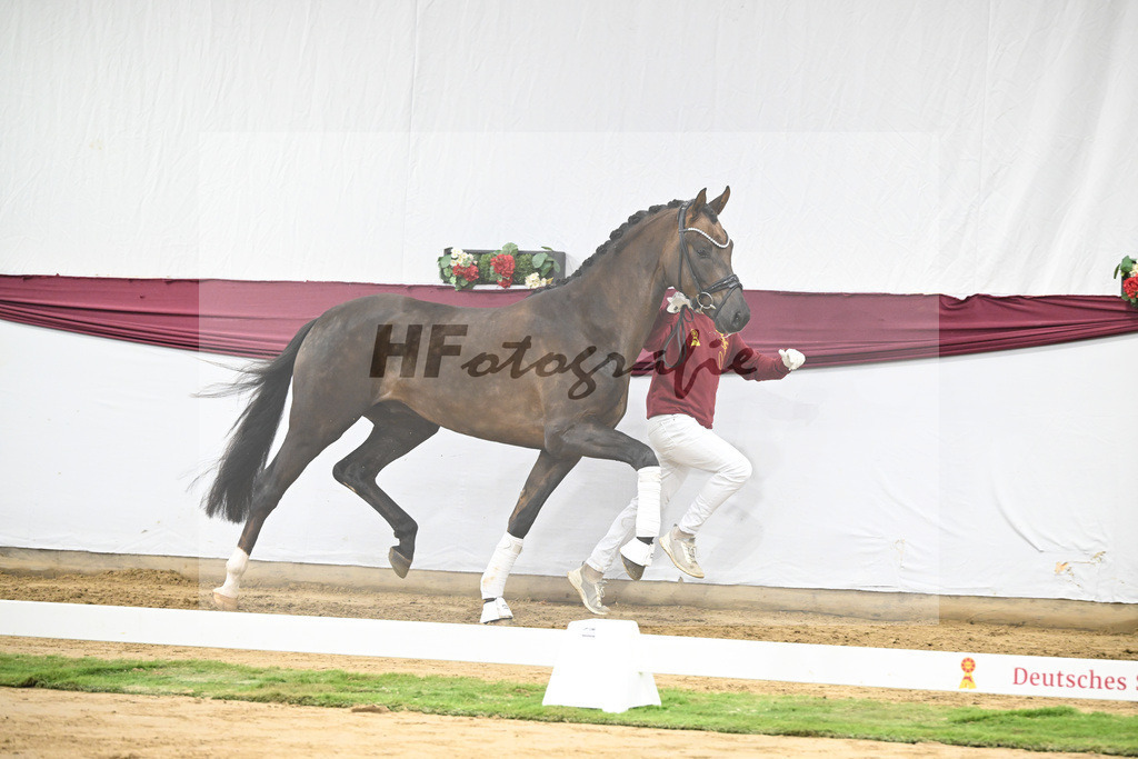 Kat-Nr. 63 Feliciano x Don Martillo_Michaela Rupp_47252412 | hf-fotografie - Realisiert mit Pictrs.com