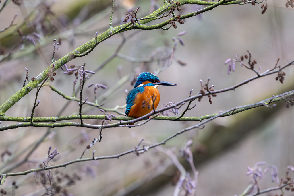_DSC9388-Verbessert-RR | Ich fotografiere aus Leidenschaft auf meinen Reisen und im Rhein- / Ruhrgebiet , Landschaften, Tiere und Porträts. 

Kaufen Sie die Bilder (u.a. Venedig, Südtirol, Galapagos, Düsseldorf, Indien, Blumen etc.) in einer geschützten Galerie bequem online. - Realisiert mit Pictrs.com
