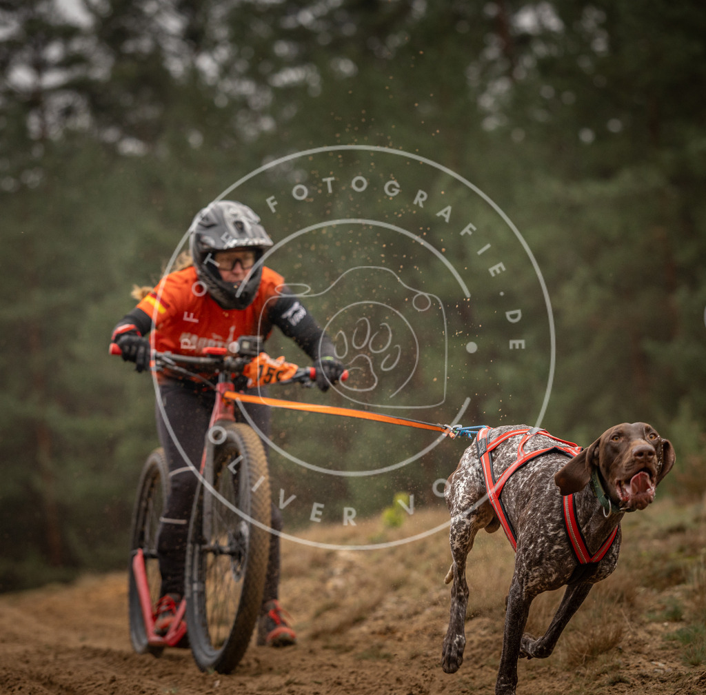 Pfotenfotografie_DV3A4264 | Hundefotografie, Tierfotograf, Pfotenfotografie, Fotoshooting Hund, Hunde Portrait, Hundesport, Hundeportraits, Heideshooting, Hunde, Sportfotograf, Hundefotograf, Turnierhundsport, THS,  - Realisiert mit Pictrs.com