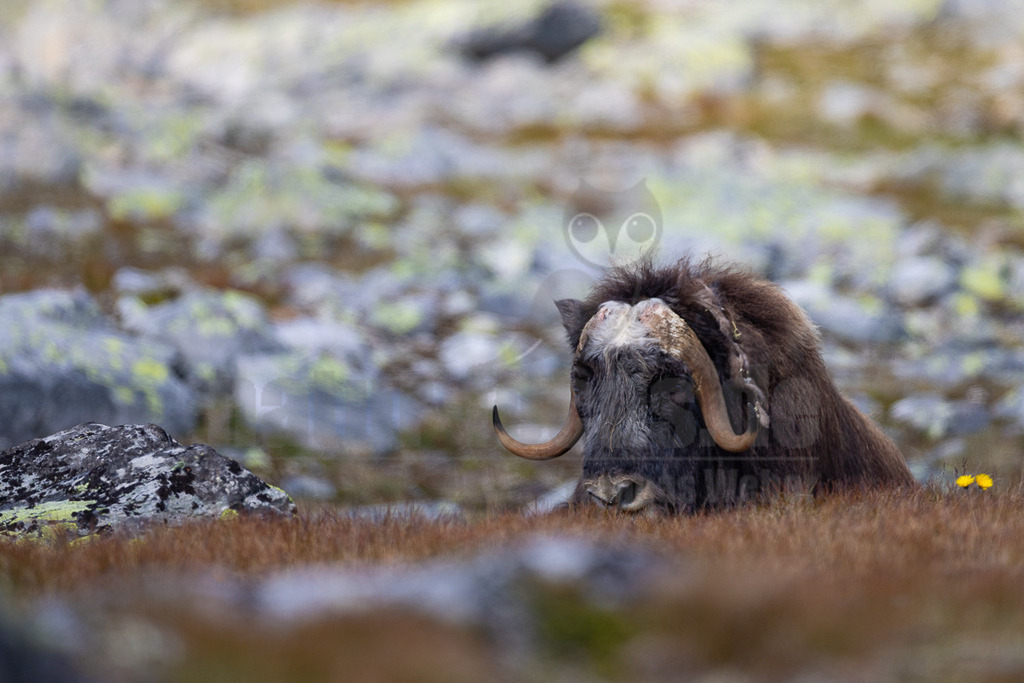 R6NF0103_20240802 | Die wild lebenden Moschusochsen sind eine der Hauptattraktionen des Dovrefjell-Nationalparks an der Grenze zwischen Süd- und Mittelnorwegen. Sie gehören zu den wenigen Tieren, die es in Europa gibt und lassen sich bei einem Besuch des Nationalparks gut beobachten. Rund 80 bis 100 Tiere leben im Westen des Parks in der kargen, kalten Fjellregion, die sie auf der Suche nach ihren Nahrungspflanzen durchstreifen.  - Realisiert mit Pictrs.com