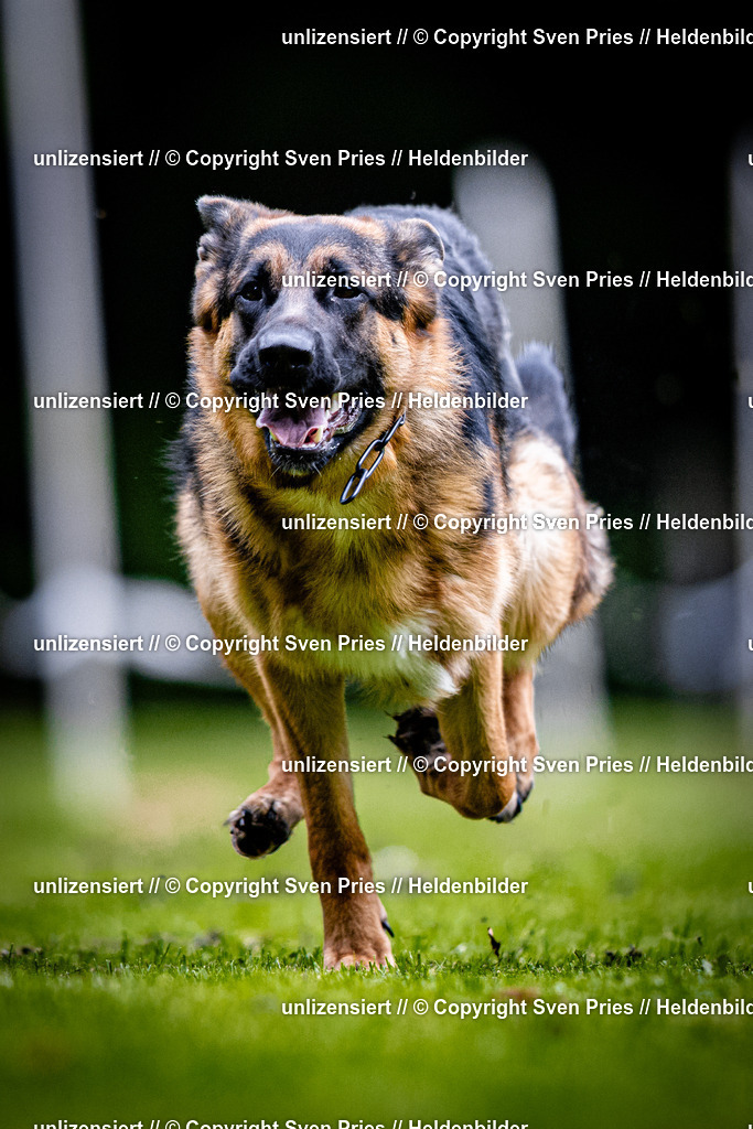 Sven Pries | 2025-10-03 - Hunderennen Obergrombach - Realisiert mit Pictrs.com