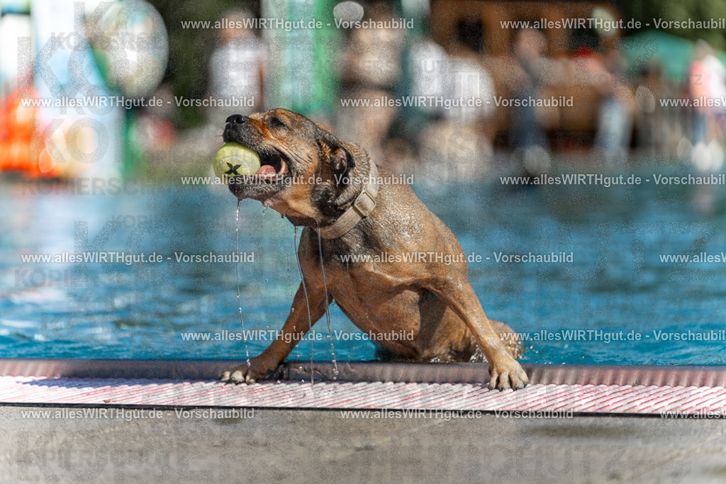 Hundeschwimmen_Volksbad_2026-allesWIRTHgut_Tierfotografie-2609061124-103430-7R509638 | Professionelle Tierfotografie in Mönchengladbach von Daniel Wirth (allesWIRTHgut). Liebevolle & natürliche Bilder von Hunden & Katzen für unvergessliche Erinnerungen.