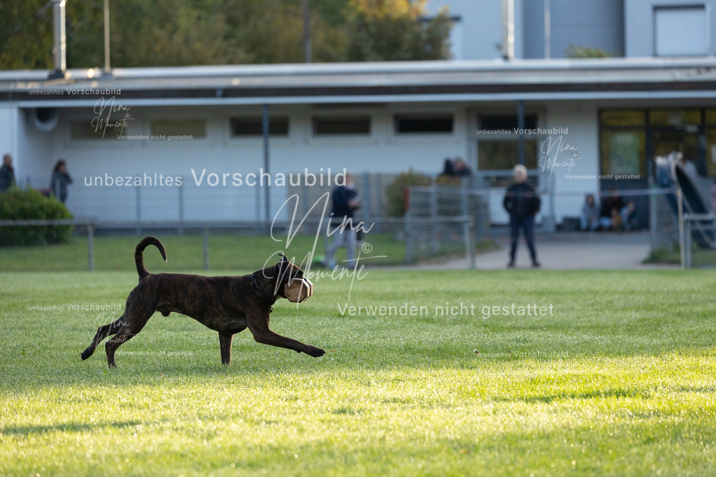 _16A5940 | Einzigartige Fotos von Hunden & Menschen –Actionfotos, Portraits, Vereinsaufnahmen & Paarshootings – authentisch, lebendig & mit Herz.