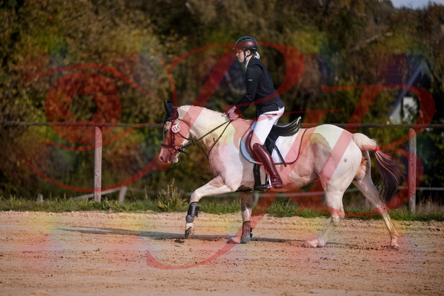 2026_10_03_Siefer-Hof_144251_Z81_16013678 | Professionelle Reitsport-, Turnier- und Eventfotografie von Robert Broda. Galerien mit ausgewählten und bearbeiteten Bildern direkt online ansehen und bestellen.