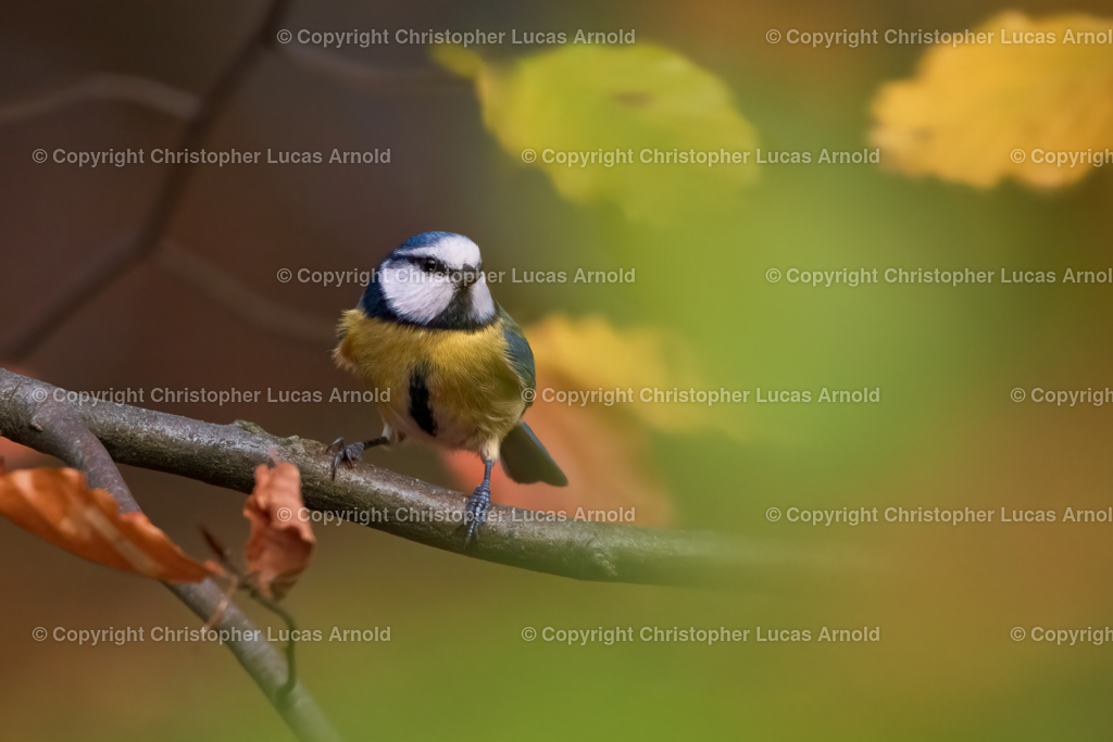 Blaumeise im Herbst | bildkomponist - Realisiert mit Pictrs.com