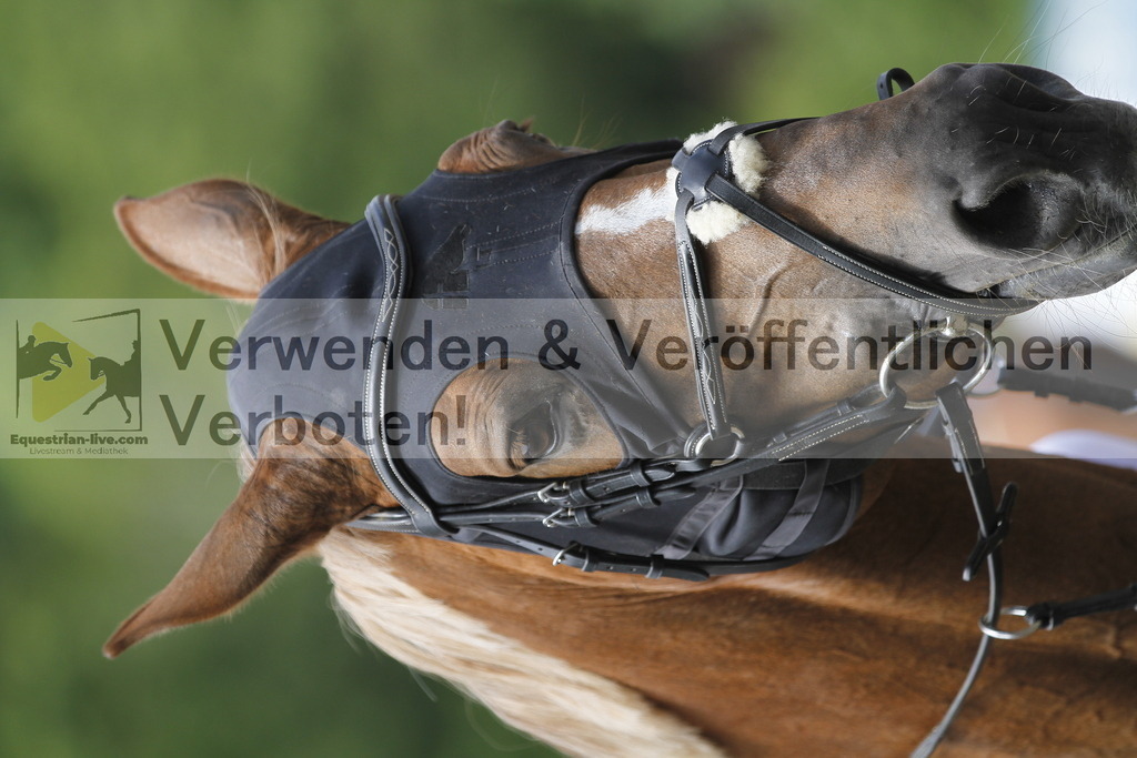 _MG_4471 | equestrian-live-com