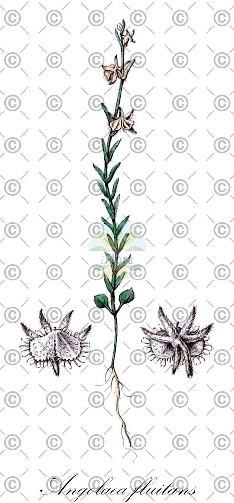 HistAbb_wfo-0000536542_297_ENZY_Simple | Historische Abbildung von Angolaea fluitans - Podostemaceae | Historical Illustration of Angolaea fluitans - Podostemaceae