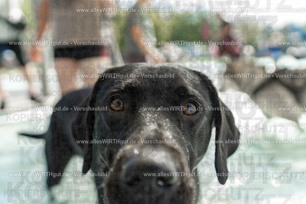 Hundeschwimmen_Volksbad_2026-allesWIRTHgut_Tierfotografie-2609061359-7R501004 | Professionelle Tierfotografie in Mönchengladbach von Daniel Wirth (allesWIRTHgut). Liebevolle & natürliche Bilder von Hunden & Katzen für unvergessliche Erinnerungen.
