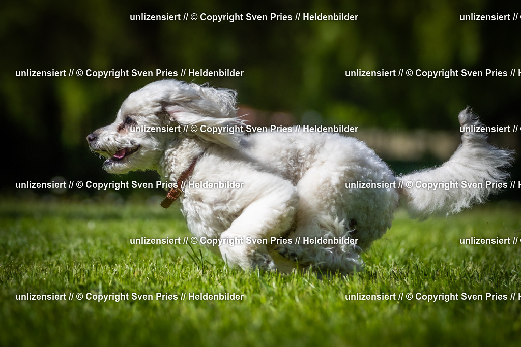 Hunderennen_April_2026_771 | 2026-04-26 - Hunderennen Baden-Oos April 2026 - Realisiert mit Pictrs.com
