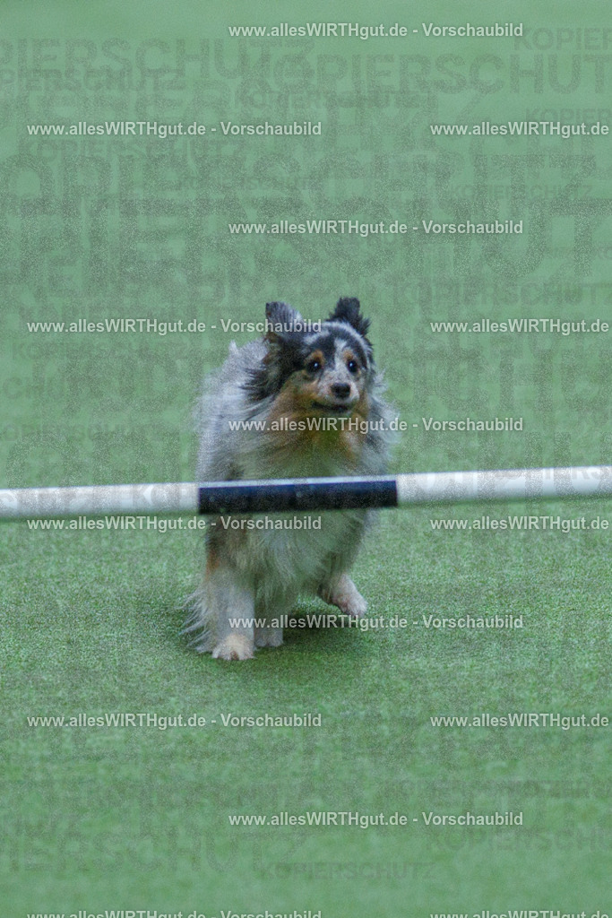 @allesWIRTHgut_Tierfotografie - www.allesWIRTHgut.de - 2604251529-7R506056 | Professionelle Tierfotografie in Mönchengladbach von Daniel Wirth (allesWIRTHgut). Liebevolle & natürliche Bilder von Hunden & Katzen für unvergessliche Erinnerungen.