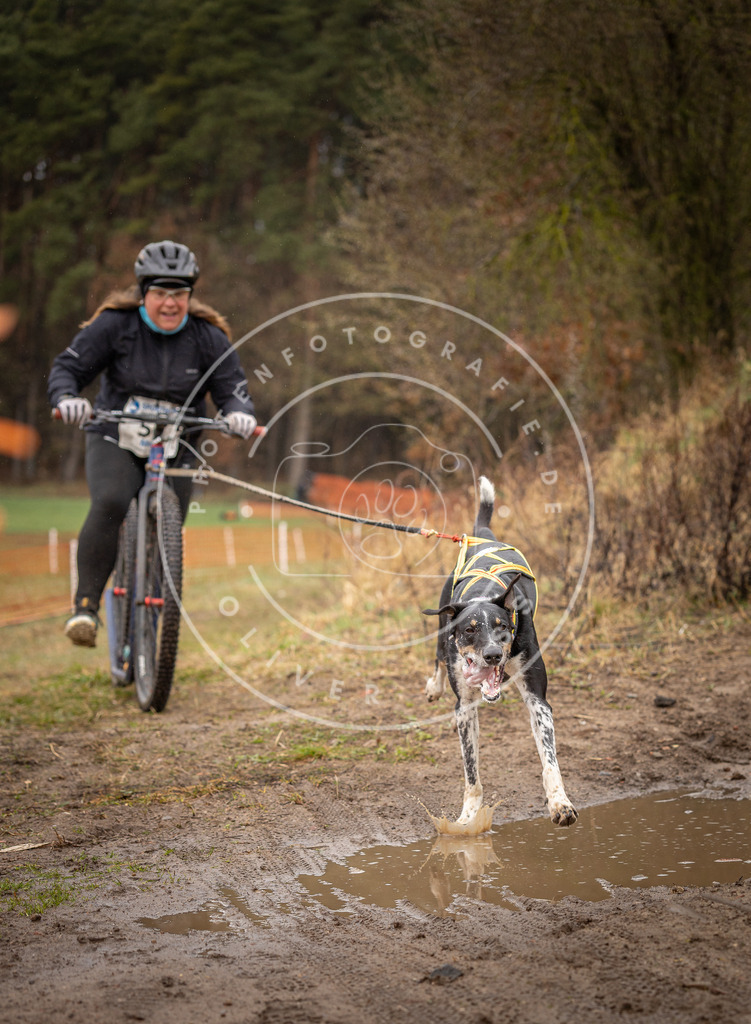DV3A9438 | Hundefotografie, Tierfotograf, Pfotenfotografie, Fotoshooting Hund, Hunde Portrait, Hundesport, Hundeportraits, Heideshooting, Hunde, Sportfotograf, Hundefotograf, Turnierhundsport, THS,  - Realisiert mit Pictrs.com