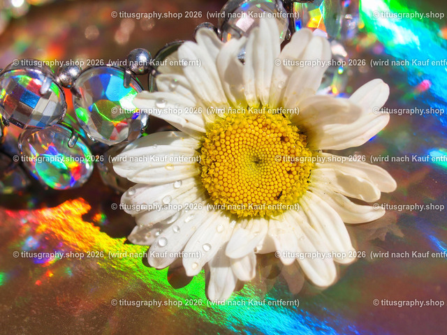 titusgraphy_P5218788-vz-ln | titusgraphy-shop: Geschenkideen mit Qualitätsfotos. titusgraphy-shop: gift ideas with quality photos. titusgraphy-shop: idées cadeaux avec photos de qualité.  - Realisiert mit Pictrs.com