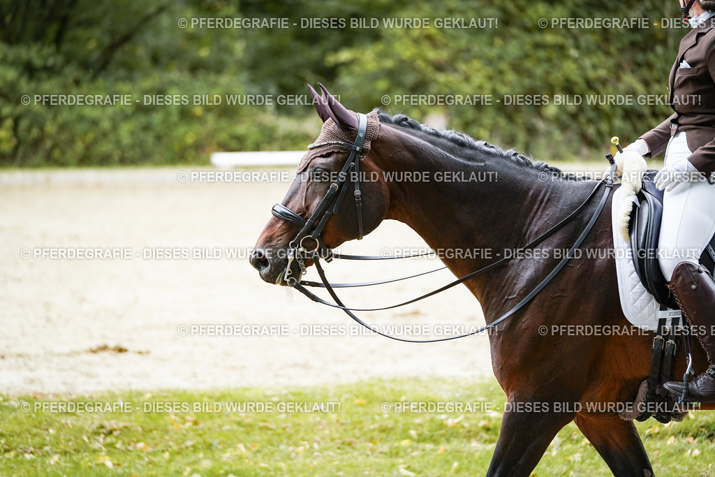 DSC01138 | Pferdegrafie