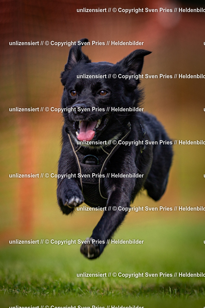 Sven Pries | 2024-09-22 - Hunderennen Baden-BadenPudelverein - Realisiert mit Pictrs.com