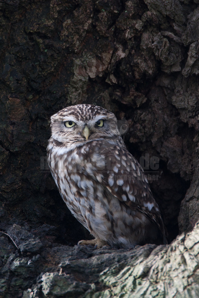 20080322_09154716473 | Der Steinkauz (Athene noctua) ist eine kleine, kurzschwänzige Eulenart aus der Familie der Eigentlichen Eulen (Strigidae). Das Verbreitungsgebiet des Steinkauzes erstreckt sich über Eurasien und Nordafrika. Er ist ein charakteristischer Bewohner der Baumsteppe mit spärlicher oder niedriger Vegetation und jagt bevorzugt auf dem Boden. - Realisiert mit Pictrs.com