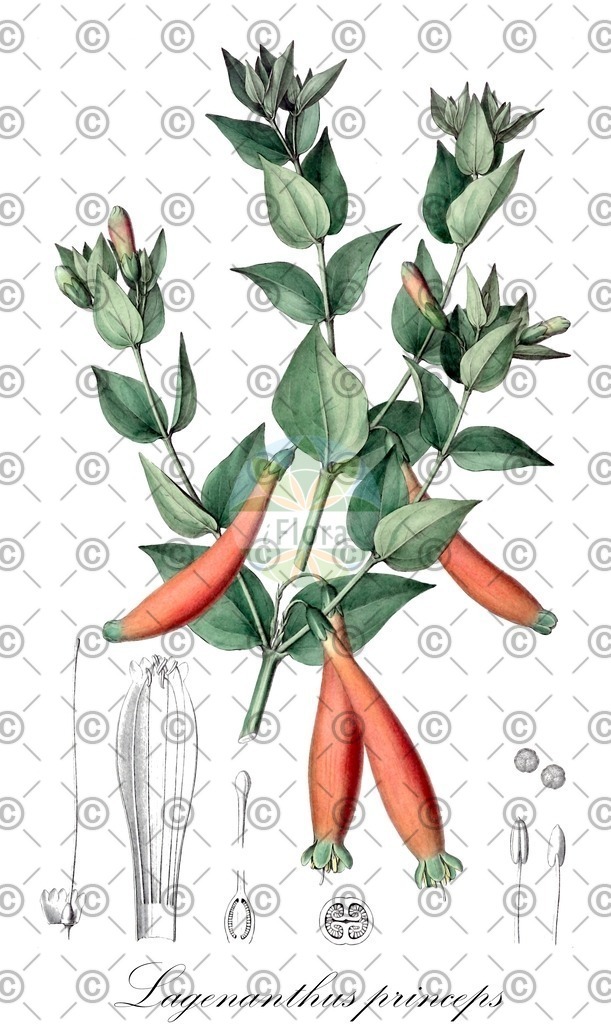 HistAbb_wfo-0000361549_2_ENZY_Simple | Historische Abbildung von Lagenanthus princeps - Gentianaceae | Historical Illustration of Lagenanthus princeps - Gentianaceae