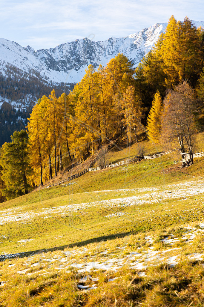 Lärchengold Lungau | Ihre Fotografin im Lungau, ihre Fotografin im Mostviertel, Wandbilder Onlineshop, Imagefotos für Ihr Unternehmen,  - Realisiert mit Pictrs.com