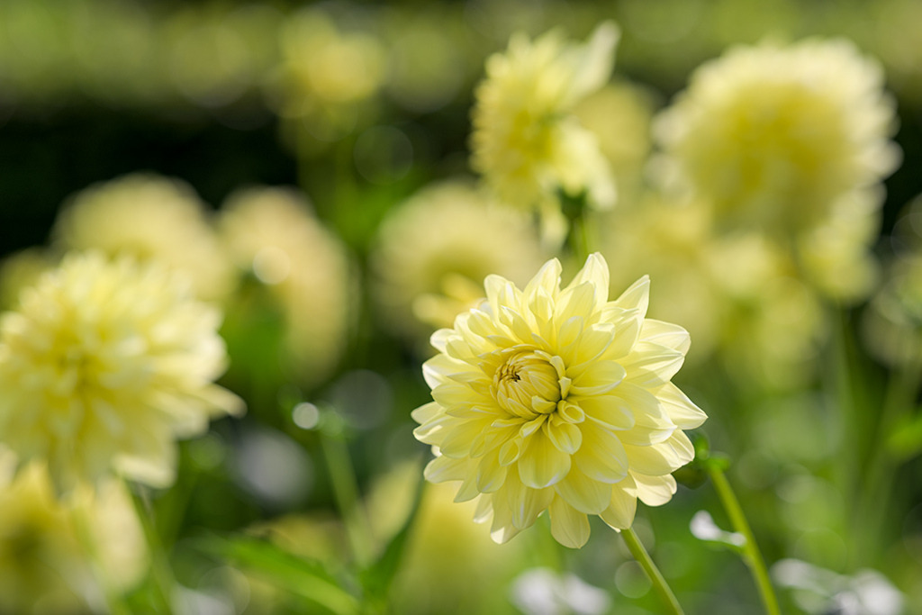 Schmuck Dahlie Yellow Poppy | Wie ein Fächer aus Sonnenstrahlen leuchten die Blüten der Schmuck Dahlie „Yellow Poppy“. Ihr intensives Gelb verleiht jedem Garten und jedem Wohnraum beschwingte Fröhlichkeit. — Original-Größe des Bildes: 8256 x 5504 px. - Realisiert mit Pictrs.com
