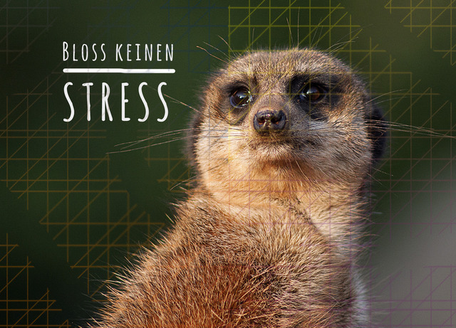 Grußkarte Erdmännchen "Bloß keinen Stress" – Lustige Postkarte zur Entspannung und Aufmunterung | Hol dir die Extraportion Gelassenheit direkt nach Hause!Kennst du das? Der Terminkalender ist voll, das Telefon steht nicht still und eigentlich möchtest du gerade einfach nur... kurz innehalten. Genau wie unser tiefenentspanntes Erdmännchen!Mit dieser exklusiven Grußkarte verschenkst du nicht nur ein Lächeln, sondern eine kleine Auszeit vom Alltagswahnsinn. Die detailreiche Nahaufnahme fängt den Moment der absoluten Ruhe perfekt ein – kombiniert mit dem lässigen Spruch "Bloß keinen Stress". Dank der Entwicklung auf echtem Premium Fotopapier wirkt das Motiv so lebendig, dass man fast über das weiche Fell streichen möchte.Qualität, die man fühlt (und die bleibt)Diese Karte ist kein gewöhnlicher Gruß aus Papier – sie ist ein haptisches Erlebnis. Wir setzen auf maximale Stabilität und edle Details:Massiver 450 g/m² Starkarton: Spürbar schwerer und hochwertiger als Standard-Postkarten. Diese Karte steht sicher und knickt nicht um.Edle Kaschierung: Die Oberfläche ist geschützt und veredelt, was die Farben der Fotografie brillant leuchten lässt.Abgerundete Ecken: Ein optisches Highlight, das zudem praktisch ist – keine unschönen "Eselsohren" mehr beim Versenden oder Aufstellen.Standard-Rückseite: Viel Platz für deine persönlichen Worte, inklusive adressgerechtem Aufdruck für den klassischen Postversand.Wähle deine passende Größe:Egal ob für den schnellen Gruß oder als bleibendes Deko-Objekt – du hast die Wahl:Klassik-Format (10 x 15 cm): Die perfekte Größe für den Postversand oder als liebevolle Beilage zu einem Geschenk.XL-Premium (13 x 18 cm): Ein echtes Statement! Ideal, um die Karte in einem Rahmen zu präsentieren oder als Blickfang an der Magnetwand im Büro zu platzieren.Das perfekte Geschenk für...... die gestresste beste Freundin, den Lieblingskollegen vor dem Urlaub, als Aufmunterung bei Prüfungsstress oder einfach als täglicher "Reminder" für den eigenen Schreibtisch.Wähle jetzt dein Wunschformat und schenke ein Stück Entspannung! - Realisiert mit Pictrs.com