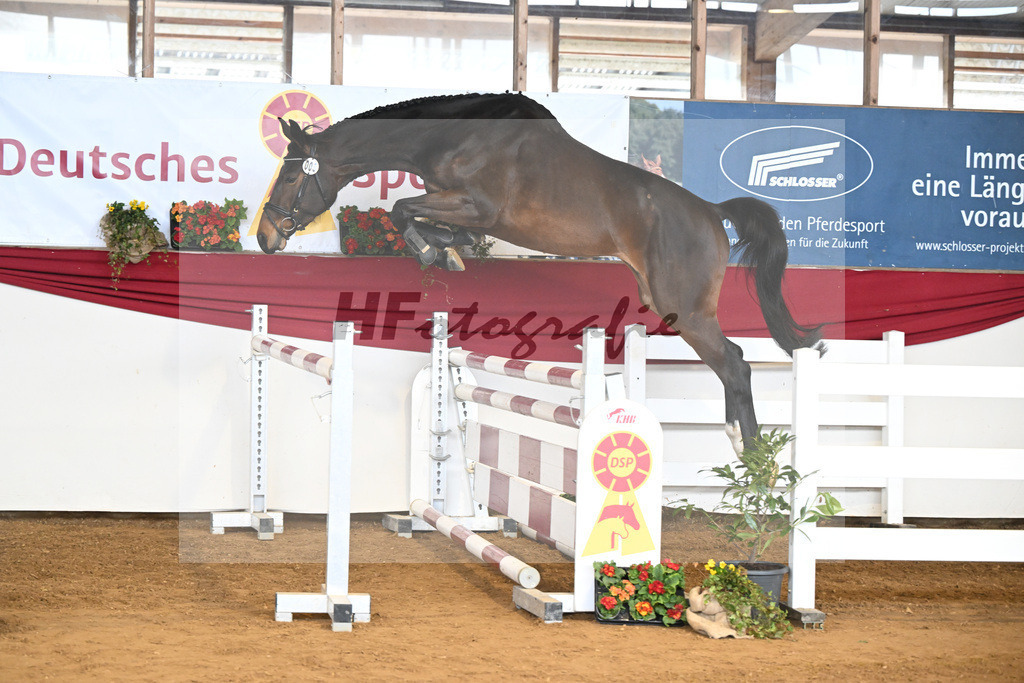 Kat-Nr. 5 Acira v. Adzaro de L Abbaye B_Lehr_16250833 | hf-fotografie - Realisiert mit Pictrs.com