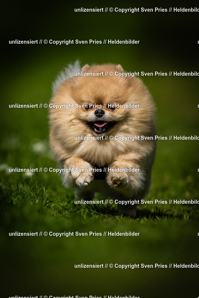 Sven Pries | 2025-04-13 - Hunderennen Baden-Baden - Realisiert mit Pictrs.com