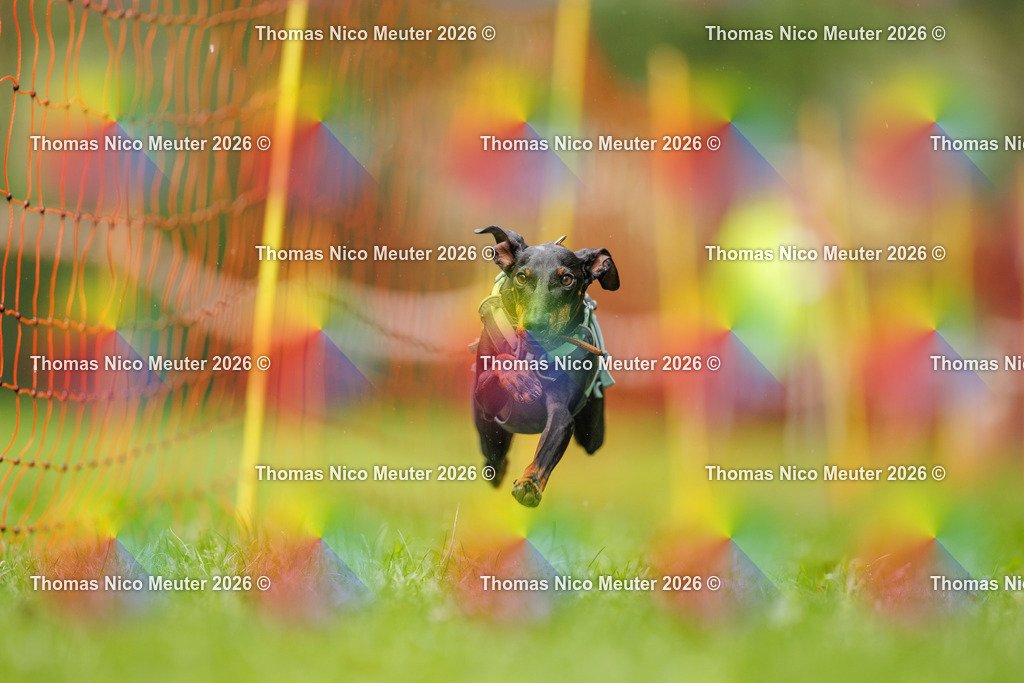 Thomas_Nico_Meuter(C)_13. September 2026_223A0622 | Bild von Thomas Nico Meuter - Realisiert mit Pictrs.com